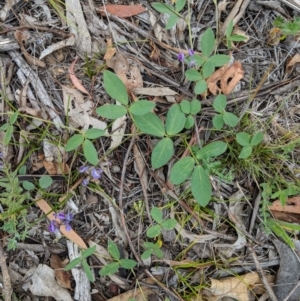 Glycine tabacina at Hughes, ACT - 7 Jan 2019