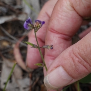 Glycine tabacina at Hughes, ACT - 7 Jan 2019