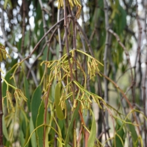 Amyema miquelii at Hughes, ACT - 7 Jan 2019