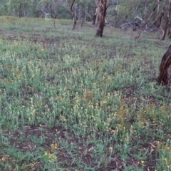 Chrysocephalum apiculatum (Common Everlasting) at Hughes, ACT - 8 Jan 2019 by JackyF