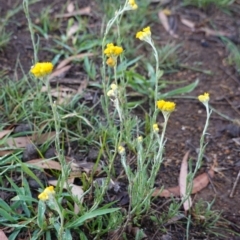 Chrysocephalum apiculatum at Hughes, ACT - 8 Jan 2019 06:37 PM