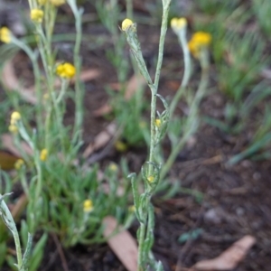 Chrysocephalum apiculatum at Hughes, ACT - 8 Jan 2019