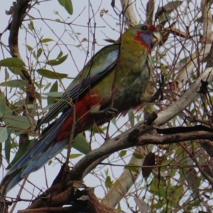 Platycercus elegans at Deakin, ACT - 8 Jan 2019