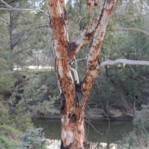 Eucalyptus rubida subsp. rubida at Bullen Range - 18 Dec 2018