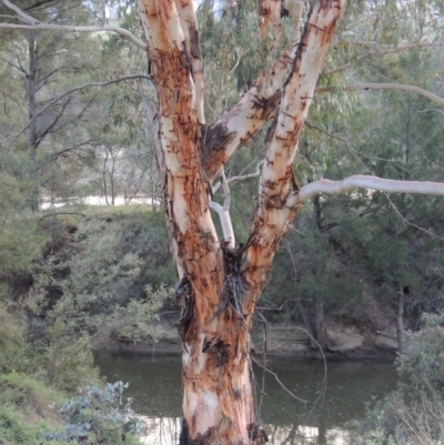 Eucalyptus rubida subsp. rubida (Candlebark) at Greenway, ACT - 18 Dec 2018 by MichaelBedingfield