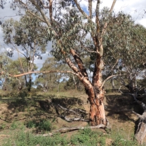 Eucalyptus rubida subsp. rubida at Bullen Range - 18 Dec 2018 05:53 PM