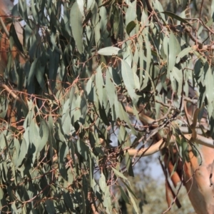 Eucalyptus rubida subsp. rubida at Bullen Range - 18 Dec 2018