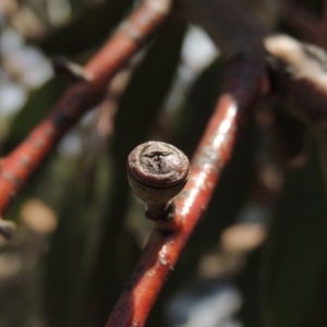 Eucalyptus rubida subsp. rubida at Bullen Range - 18 Dec 2018 05:53 PM