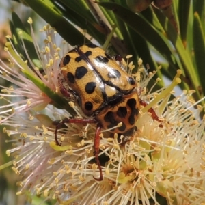 Neorrhina punctata at Tuggeranong, ACT - 18 Dec 2018