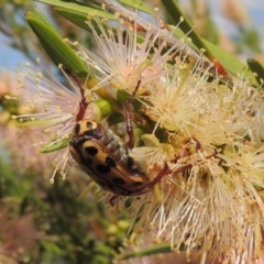 Neorrhina punctata at Tuggeranong, ACT - 18 Dec 2018