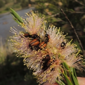 Phyllotocus marginipennis at Tuggeranong, ACT - 18 Dec 2018 06:34 PM