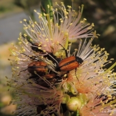 Phyllotocus marginipennis at Tuggeranong, ACT - 18 Dec 2018