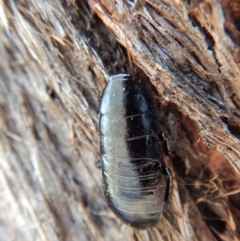 Platyzosteria melanaria (Common Eastern Litter Runner) at Mount Painter - 2 Jan 2019 by CathB