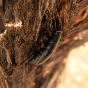 Platyzosteria melanaria at Cook, ACT - 2 Jan 2019 06:36 PM