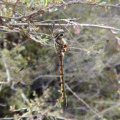 Hemicordulia australiae (Australian Emerald) at Dunlop, ACT - 6 Jan 2019 by CathB