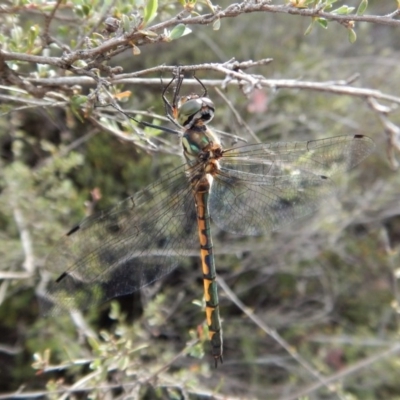 Hemicordulia australiae (Australian Emerald) at Dunlop, ACT - 6 Jan 2019 by CathB