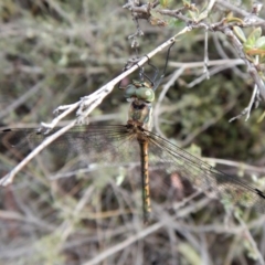 Hemicordulia australiae at Dunlop, ACT - 6 Jan 2019