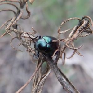 Chalcopteroides columbinus at Dunlop, ACT - 6 Jan 2019