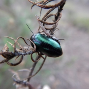 Chalcopteroides columbinus at Dunlop, ACT - 6 Jan 2019