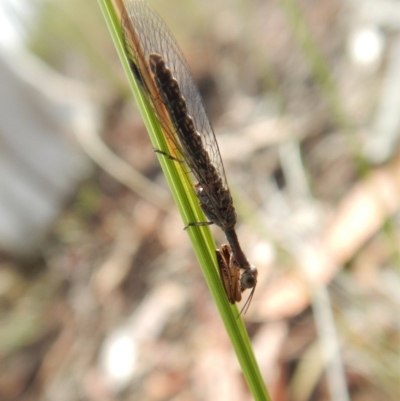 Mantispidae (family) (Unidentified mantisfly) at Dunlop, ACT - 5 Jan 2019 by CathB