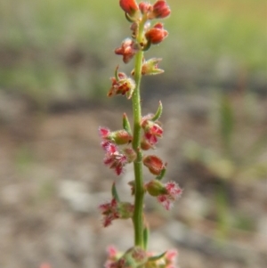 Haloragis heterophylla at Dunlop, ACT - 8 Jan 2019