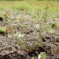 Haloragis heterophylla at Dunlop, ACT - 8 Jan 2019