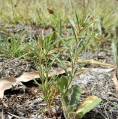 Haloragis heterophylla at Dunlop, ACT - 8 Jan 2019