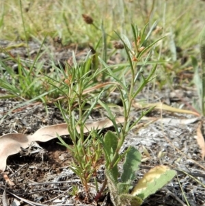 Haloragis heterophylla at Dunlop, ACT - 8 Jan 2019