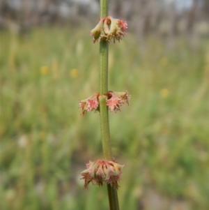 Rumex brownii at Dunlop, ACT - 8 Jan 2019