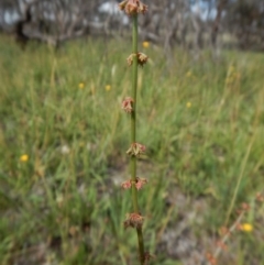 Rumex brownii at Dunlop, ACT - 8 Jan 2019 10:11 AM