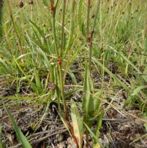 Rumex brownii at Dunlop, ACT - 8 Jan 2019 10:11 AM