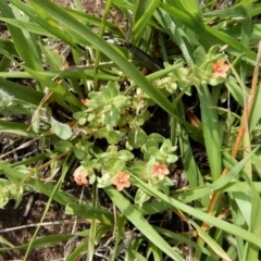 Lysimachia arvensis at Dunlop, ACT - 8 Jan 2019