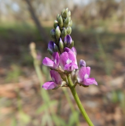 Cullen microcephalum (Dusky Scurf-pea) at Dunlop, ACT - 7 Jan 2019 by CathB