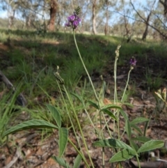 Cullen microcephalum at Dunlop, ACT - 8 Jan 2019