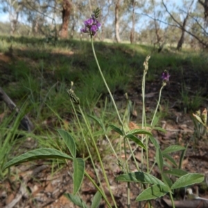 Cullen microcephalum at Dunlop, ACT - 8 Jan 2019