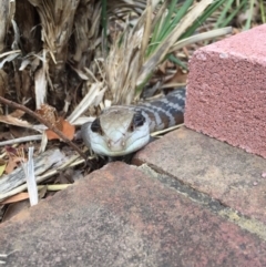 Tiliqua scincoides scincoides (Eastern Blue-tongue) at Hackett, ACT - 5 Jan 2019 by WalterEgo