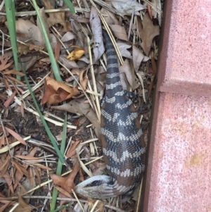 Tiliqua scincoides scincoides at Hackett, ACT - 5 Jan 2019