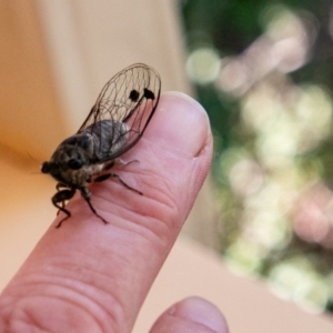 Galanga labeculata at Chapman, ACT - 7 Jan 2019