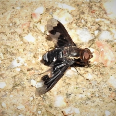 Balaana sp. (genus) (Bee Fly) at Coree, ACT - 9 Jan 2019 by JohnBundock