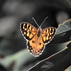 Geitoneura klugii (Marbled Xenica) at Coree, ACT - 8 Jan 2019 by JohnBundock