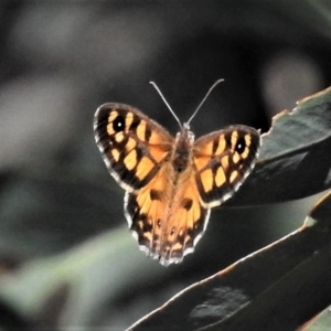 Geitoneura klugii at Coree, ACT - 9 Jan 2019 10:36 AM