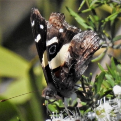 Vanessa itea (Yellow Admiral) at Coree, ACT - 8 Jan 2019 by JohnBundock