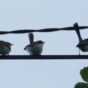 Malurus cyaneus at Hughes, ACT - 7 Jan 2019