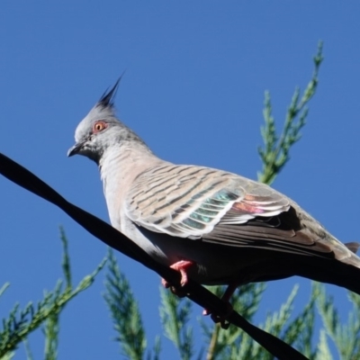 Ocyphaps lophotes (Crested Pigeon) at Hughes, ACT - 8 Jan 2019 by JackyF