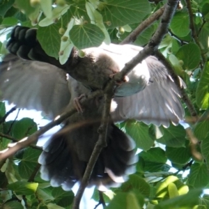 Ocyphaps lophotes at Hughes, ACT - 9 Jan 2019