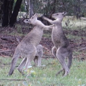 Macropus giganteus at Hughes, ACT - 8 Jan 2019