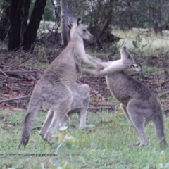 Macropus giganteus at Hughes, ACT - 8 Jan 2019 08:03 PM