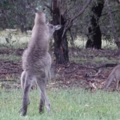 Macropus giganteus at Hughes, ACT - 8 Jan 2019 08:03 PM