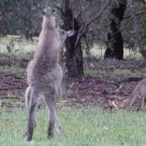 Macropus giganteus at Hughes, ACT - 8 Jan 2019