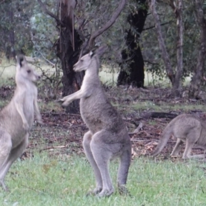 Macropus giganteus at Hughes, ACT - 8 Jan 2019